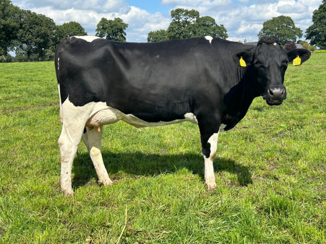 180 Autumn Calving Herd Available in the UK