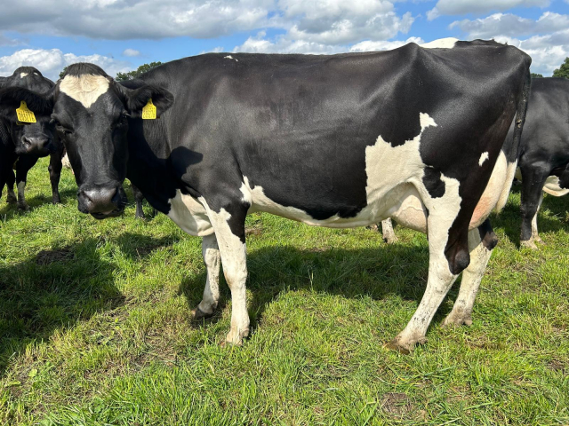 180 Autumn Calving Herd Available in the UK