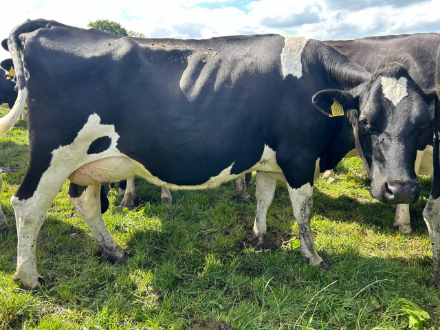 180 Autumn Calving Herd Available in the UK