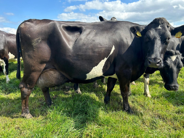 180 Autumn Calving Herd Available in the UK