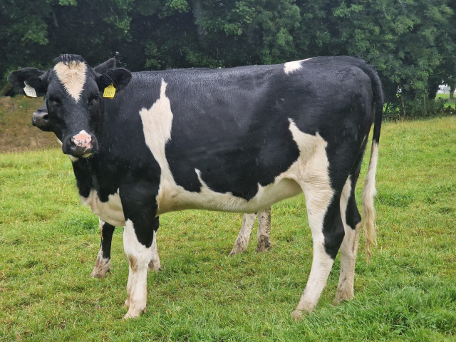 60 Spring Incalf Heifers for Sale In Ireland