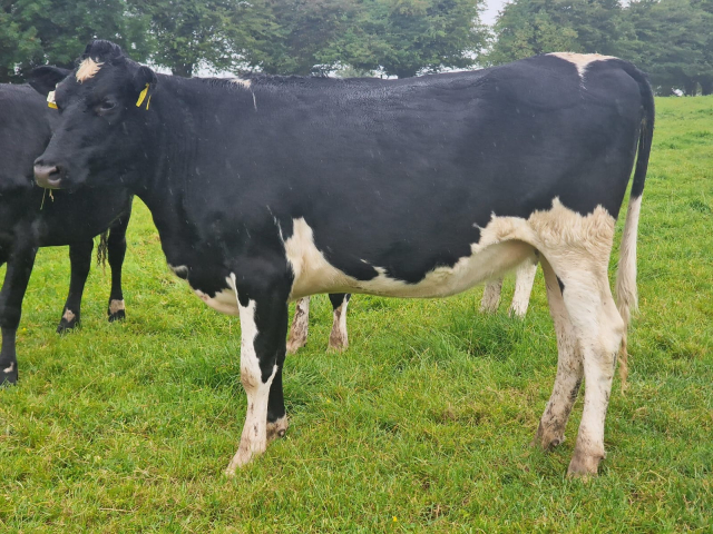 60 Spring Incalf Heifers for Sale In Ireland