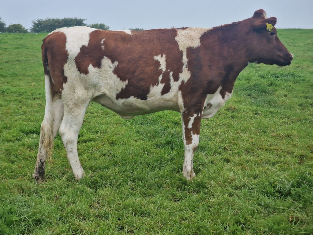 60 Spring Incalf Heifers for Sale In Ireland