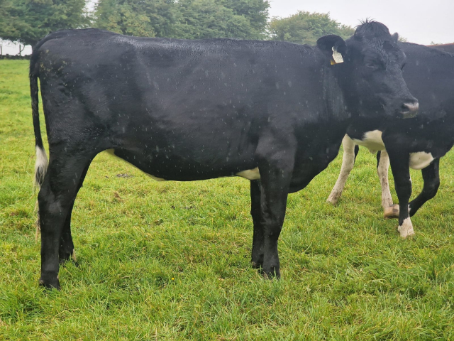 60 Spring Incalf Heifers for Sale In Ireland