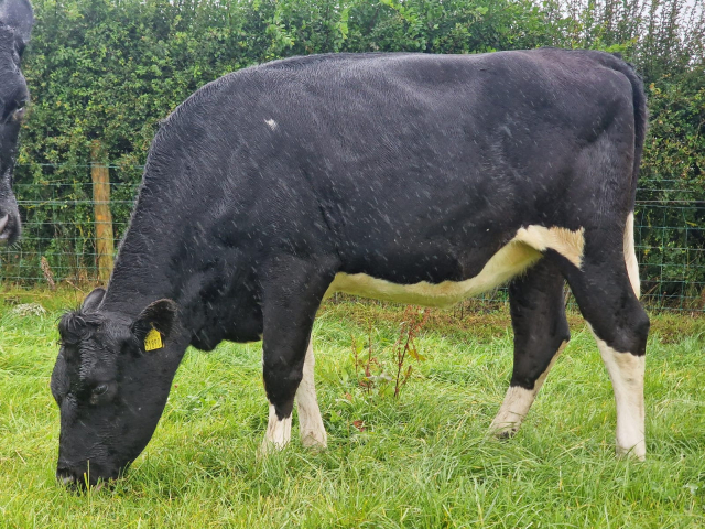 60 Spring Incalf Heifers for Sale In Ireland