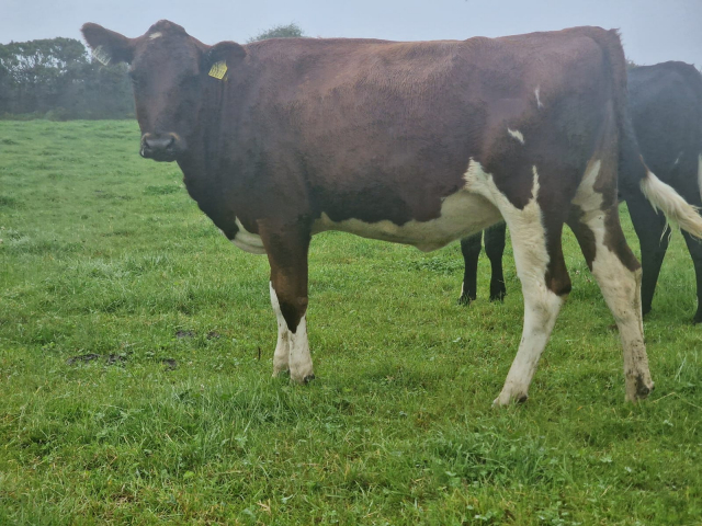 60 Spring Incalf Heifers for Sale In Ireland