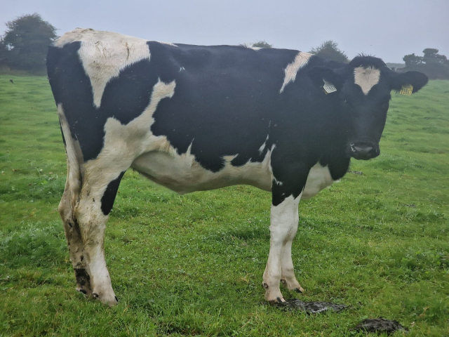 60 Spring Incalf Heifers for Sale In Ireland