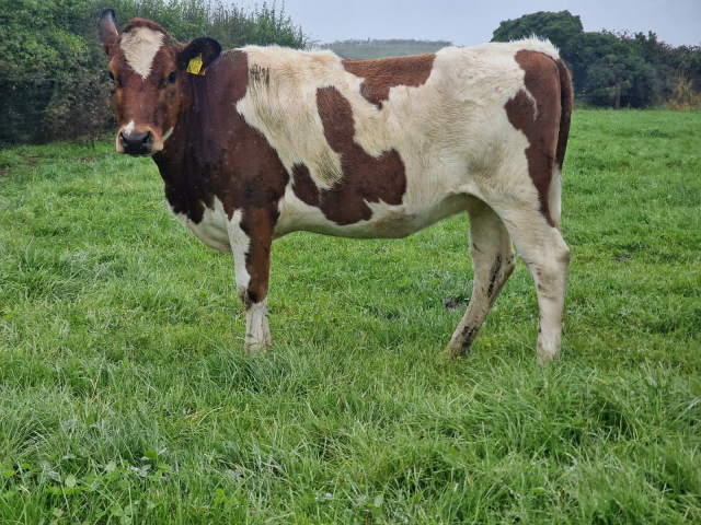 60 Spring Incalf Heifers for Sale In Ireland