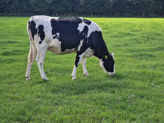 14 Pedigree Autumn Calving  Heifers