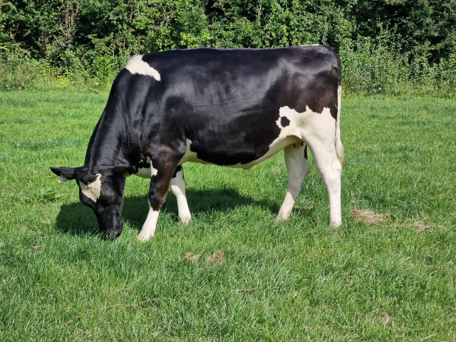 14 Pedigree Autumn Calving  Heifers