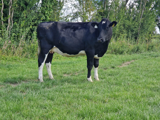 14 Pedigree Autumn Calving  Heifers