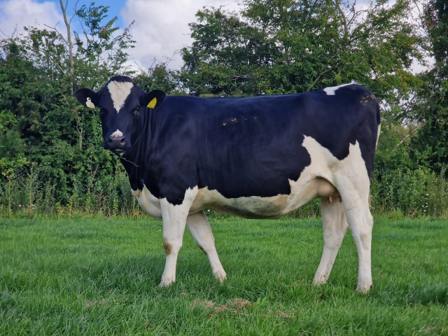 14 Pedigree Autumn Calving  Heifers