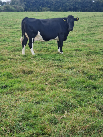 Fourteen In Calf Dairy Animals For Sale In Ireland