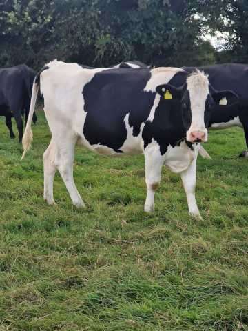 Fourteen In Calf Dairy Animals For Sale In Ireland