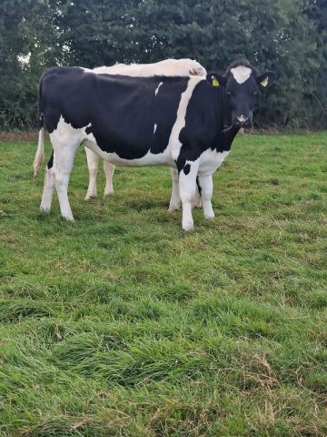 Fourteen In Calf Dairy Animals For Sale In Ireland