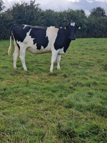 Fourteen In Calf Dairy Animals For Sale In Ireland