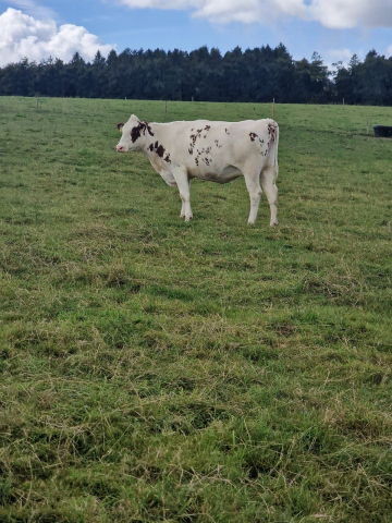 Fourteen In Calf Dairy Animals For Sale In Ireland