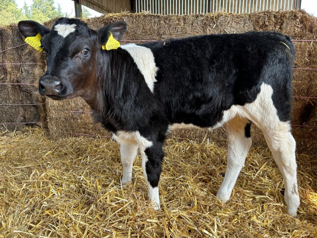  50 Organic Autumn Born Calves For Sale in The UK