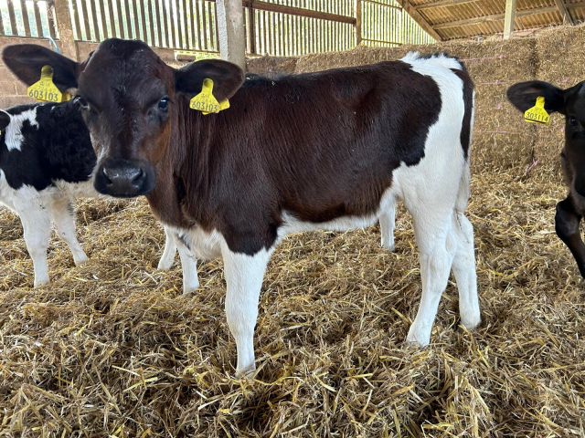  50 Organic Autumn Born Calves For Sale in The UK