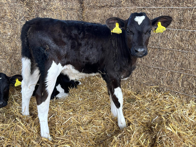  50 Organic Autumn Born Calves For Sale in The UK