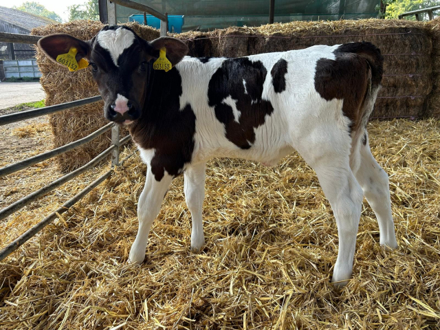  50 Organic Autumn Born Calves For Sale in The UK