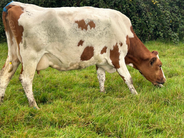 REF NO 308 Fifty In Calf Cows For Sale in the UK