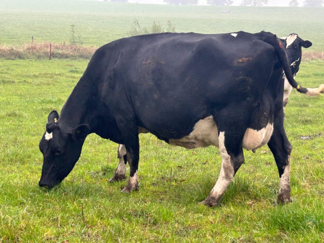 Available Immediately October and November Calving Cows in the UK