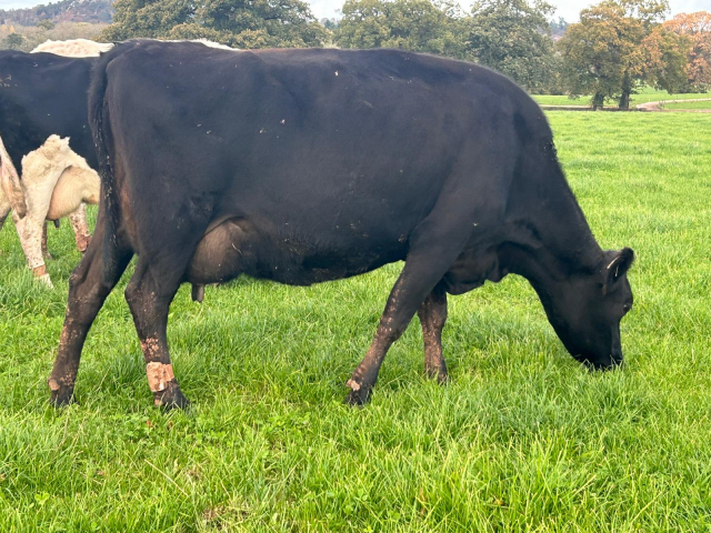 43 Crossbred Cows for sale in the UK