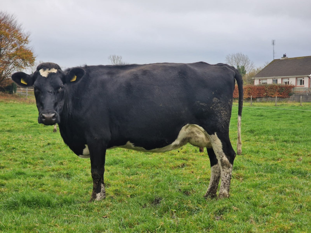 Full Herd Dispersal of 82 Spring Calving Cows available immediately here in Ireland