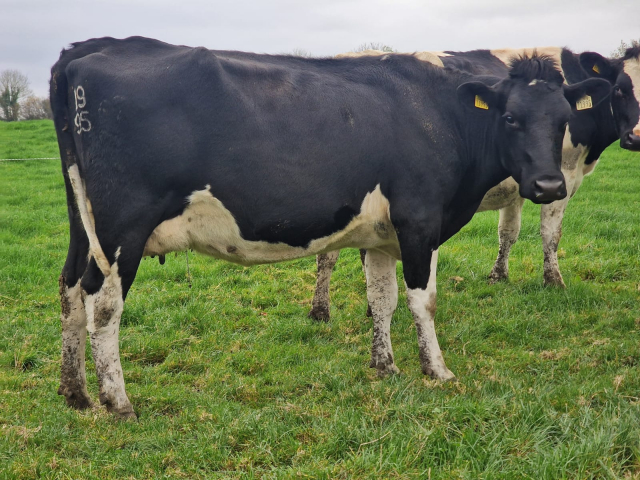 Full Herd Dispersal of 82 Spring Calving Cows available immediately here in Ireland