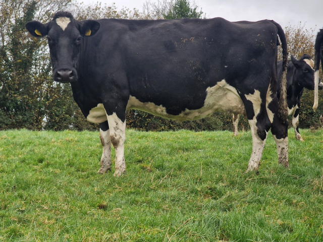 Full Herd Dispersal of 82 Spring Calving Cows available immediately here in Ireland