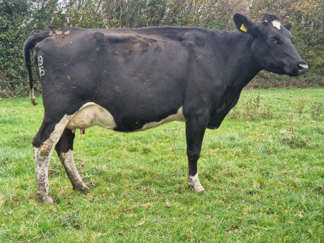 Full Herd Dispersal of 82 Spring Calving Cows available immediately here in Ireland