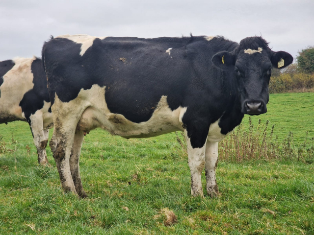 Full Herd Dispersal of 82 Spring Calving Cows available immediately here in Ireland