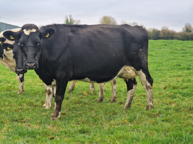 Full Herd Dispersal of 82 Spring Calving Cows available immediately here in Ireland