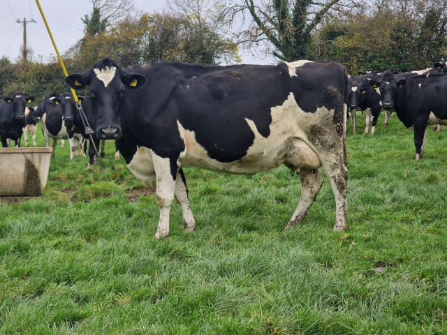 Full Herd Dispersal of 82 Spring Calving Cows available immediately here in Ireland