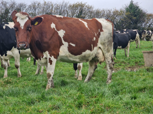 Full Herd Dispersal of 82 Spring Calving Cows available immediately here in Ireland