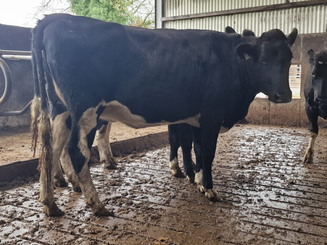 Available  Immediately 28 Spring Calving Heifers In Ireland