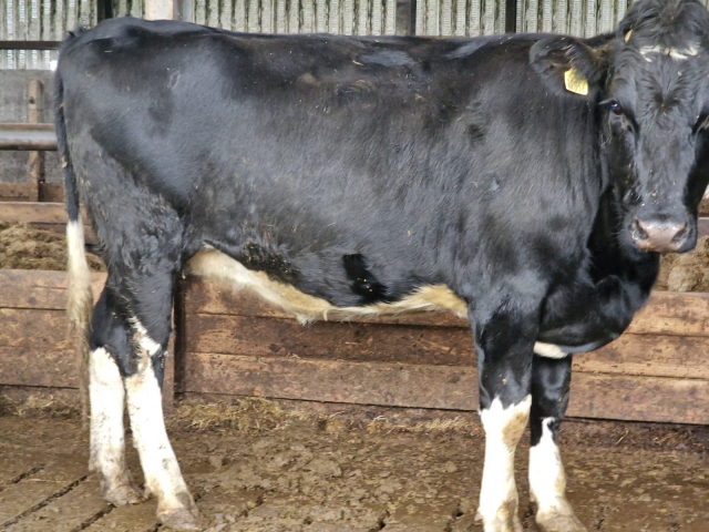 Available  Immediately 28 Spring Calving Heifers In Ireland