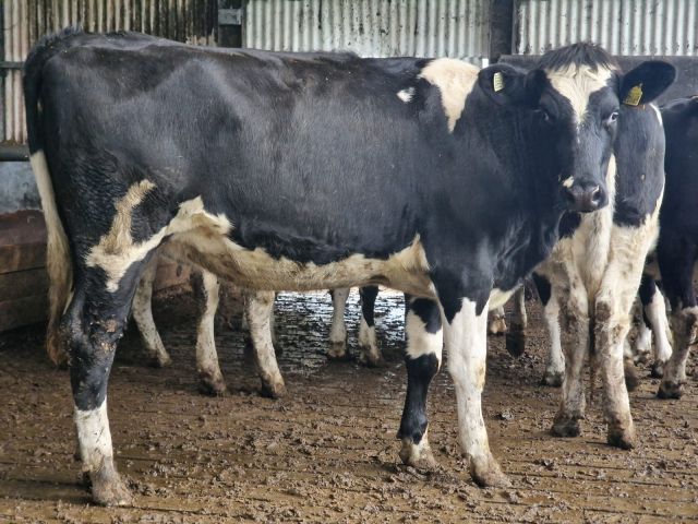 Available  Immediately 28 Spring Calving Heifers In Ireland