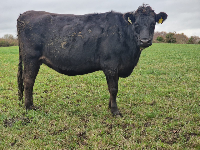 Full Clearance of 50 Spring Calving Crossbred Heifers in Ireland .