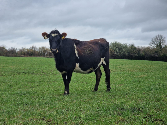 Full Clearance of 50 Spring Calving Crossbred Heifers in Ireland .