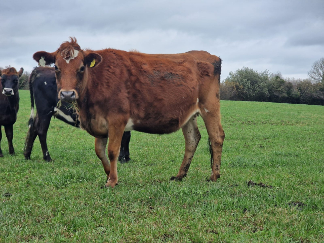 Full Clearance of 50 Spring Calving Crossbred Heifers in Ireland .