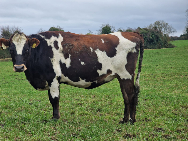 Full Clearance of 50 Spring Calving Crossbred Heifers in Ireland .