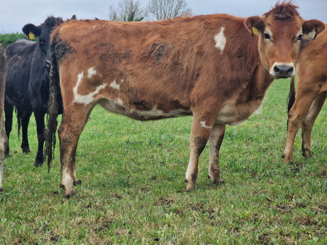 Full Clearance of 50 Spring Calving Crossbred Heifers in Ireland .