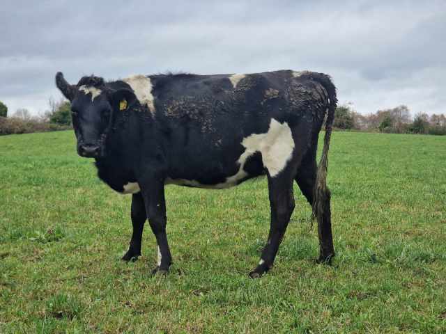 Full Clearance of 50 Spring Calving Crossbred Heifers in Ireland .