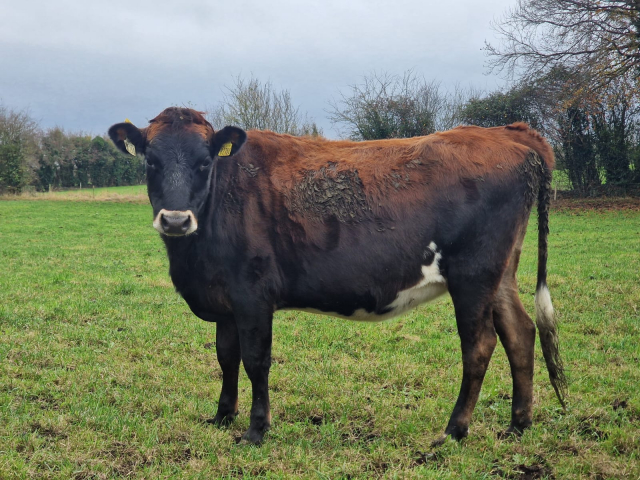 Full Clearance of 50 Spring Calving Crossbred Heifers in Ireland .