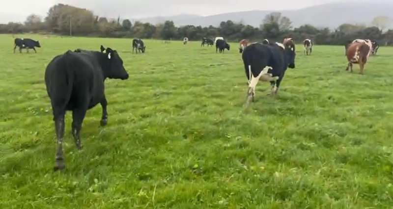 Available Immediately 18 In Calf Heifers in Ireland