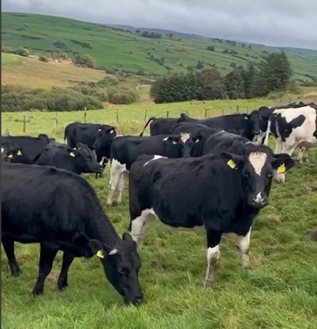  Large Group of Spring Calving Heifers For Sale in the United Kingdom  REF NO 309