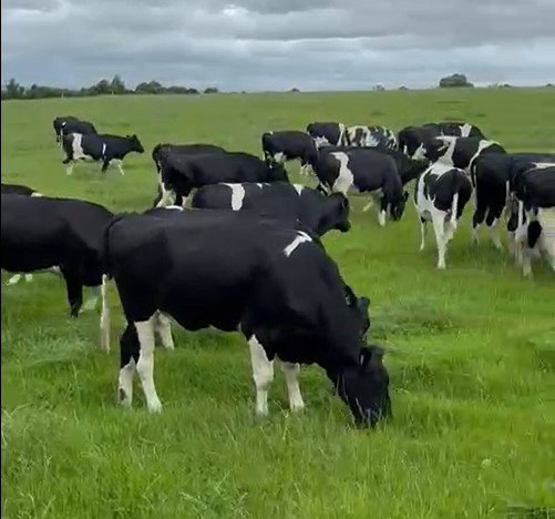 Group of  In Calf Heifers For sale in Ireland