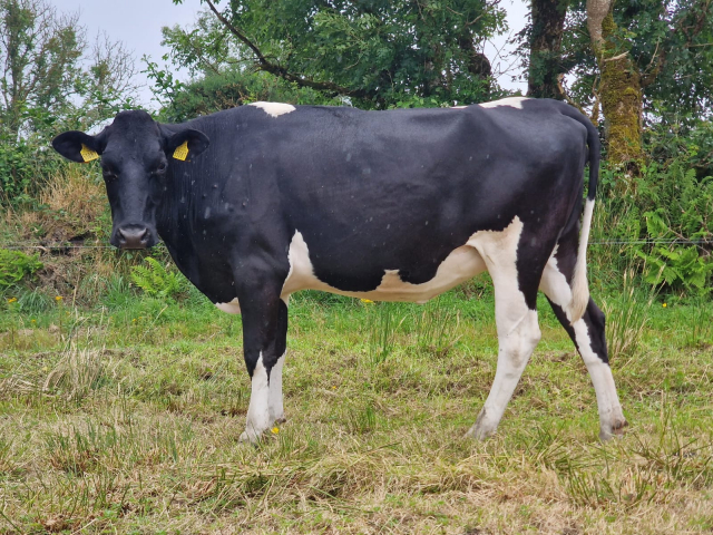 50 In calf Heifers Available For Sale  in Ireland